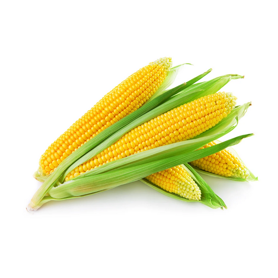 الذرة